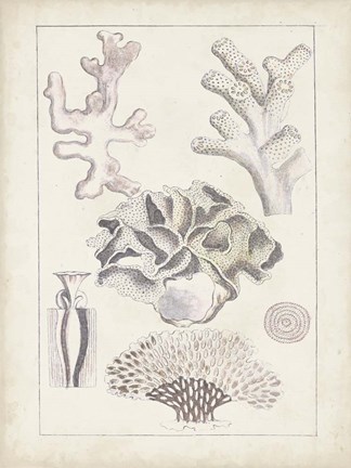 Framed Antique White Coral IV Print