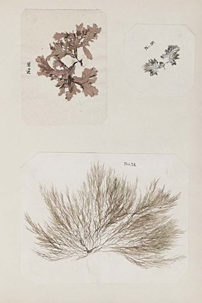 Framed Coral Collage II Print