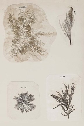 Framed Coral Collage III Print