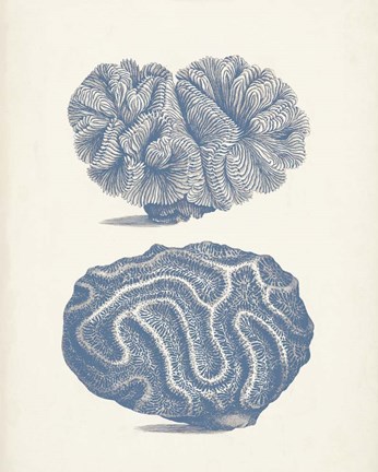 Framed Antique Coral Collection IX Print