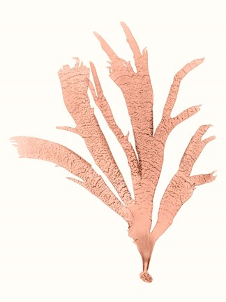 Framed Vivid Coral Seaweed IV Print
