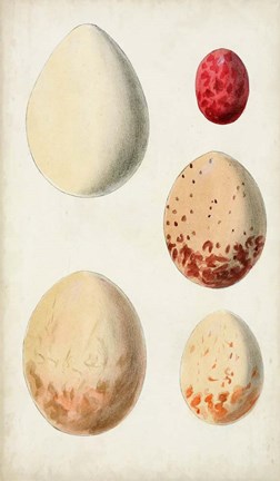 Framed Antique Bird Eggs III Print