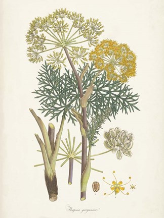 Framed Saffron Botanicals I Print