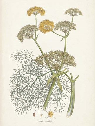 Framed Saffron Botanicals II Print
