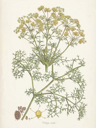 Framed Saffron Botanicals IV Print