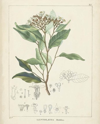 Framed Vintage Verdure IV Print