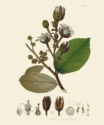 Framed Luscious Leaves III Print