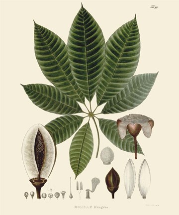 Framed Luscious Leaves IV Print