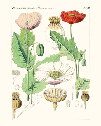 Framed Bright Botanicals II Print