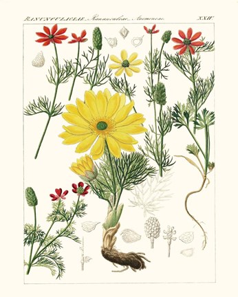 Framed Bright Botanicals IV Print