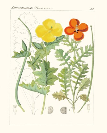 Framed Bright Botanicals VII Print