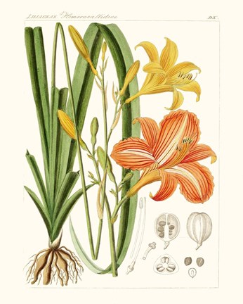 Framed Bright Botanicals VIII Print