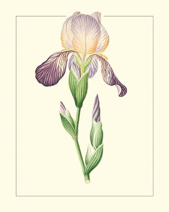 Framed Purple Irises III Print