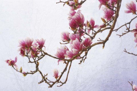 Framed Painted Magnolias II Print