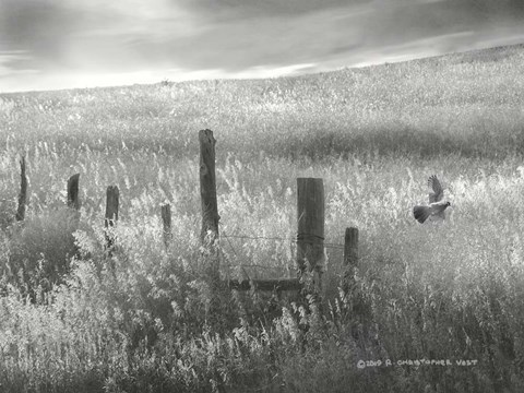 Framed Fence Line Flight II Print
