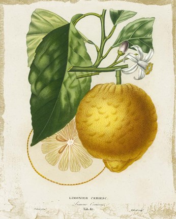 Framed French Lemon I Print