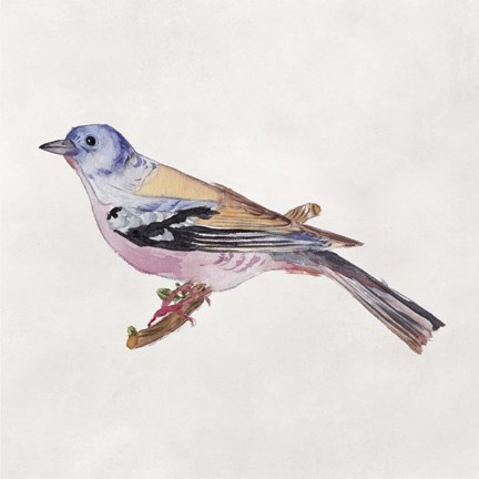 Framed Bird Sketch II Print