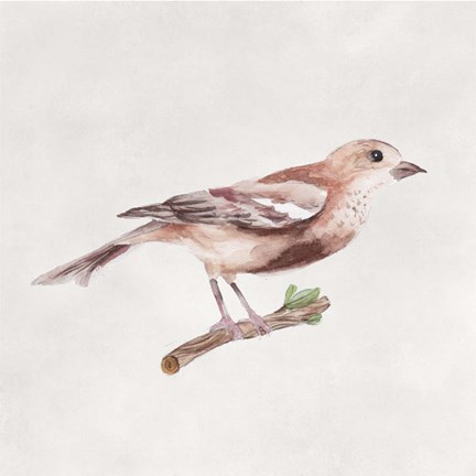 Framed Bird Sketch IV Print