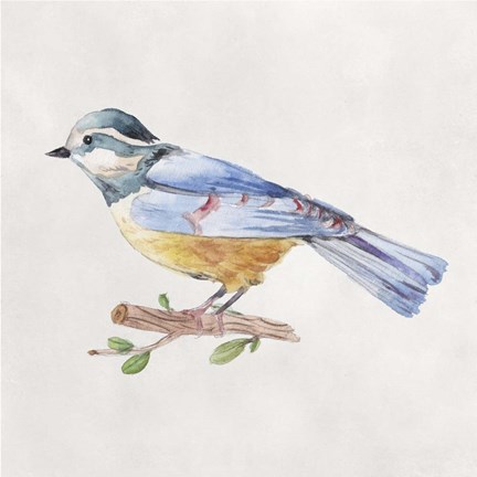Framed Bird Sketch V Print