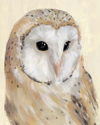 Framed Common Barn Owl II Print