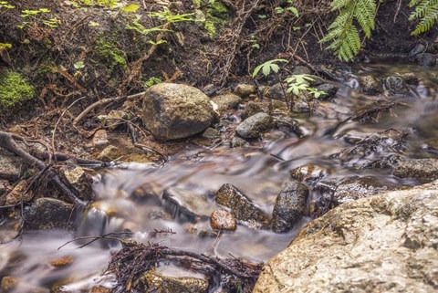Framed Delicate Creek Print