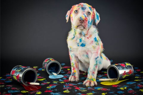 Framed Peonies, Irises and Hydrangea Print