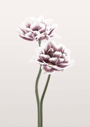 Framed Cosmos 1 Print