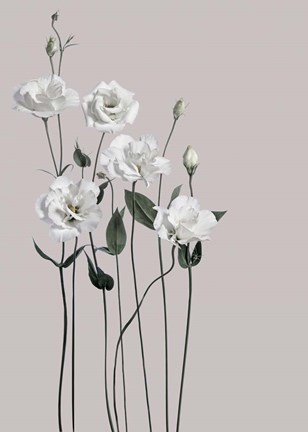 Framed Flower 1 Print