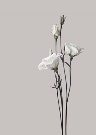 Framed Flower 2 Print