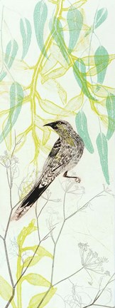 Framed Eager To Fly Wattlebird Print