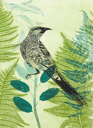 Framed Wattlebird Hiding in the Fernery Print