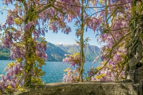 Framed Wisteria and Mountains - Lago di Como Print