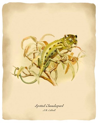 Framed Chameleopard Print