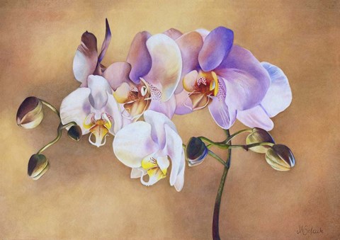 Framed Illumination of Innocence Print