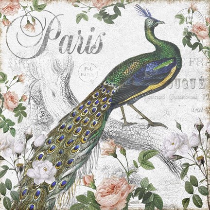 Framed Paris Peacock Print