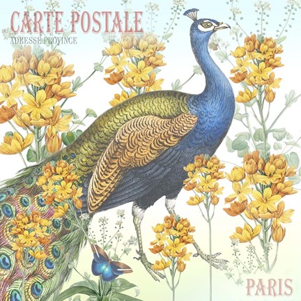 Framed Peacock Postcard Print