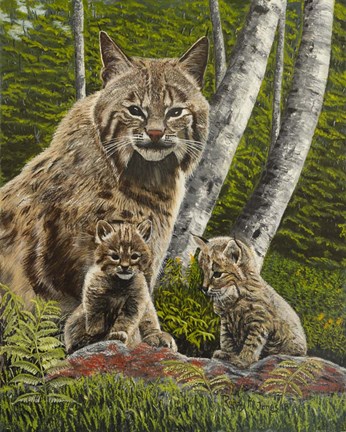 Framed Bobcat with Kits Print