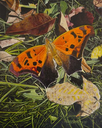 Framed Orange Moth Question Mark Butterfly Print