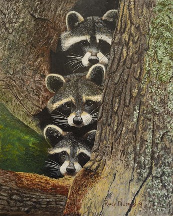 Framed Three Racoons Print