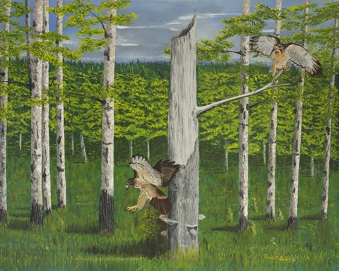 Framed Two Hawks Print