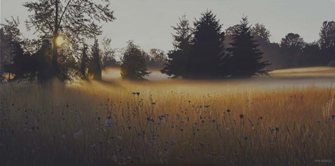 Framed Forest Morning Mist Print