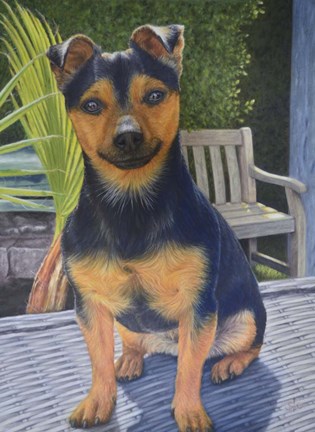 Framed Coco the Jack Russell Print