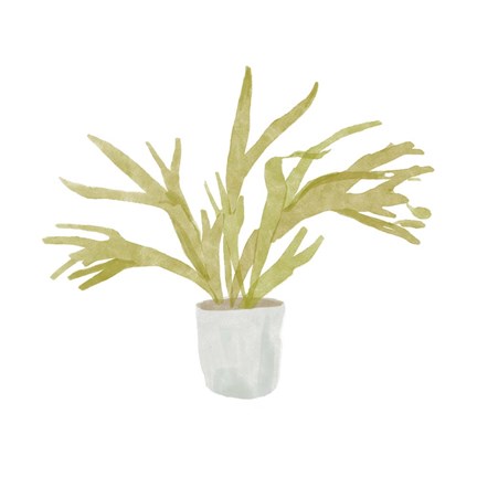 Framed Potted Fern II Print