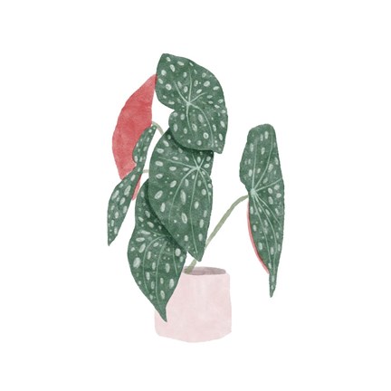 Framed Polka Dot Begonia I Print