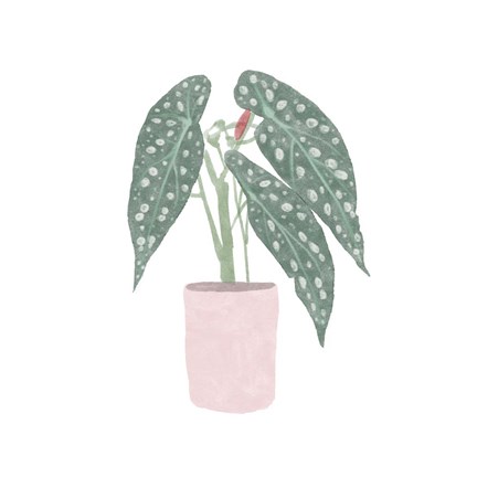 Framed Polka Dot Begonia V Print