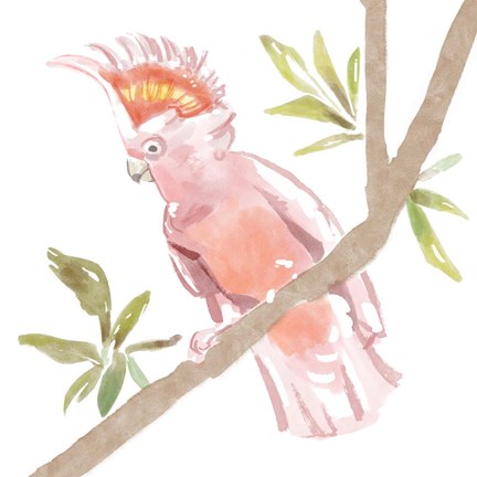 Framed Tropical Cockatoo Print