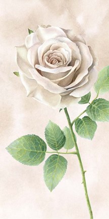 Framed Ivory Roses Panel II Print