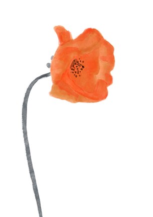 Framed Solo Poppy Red I Print