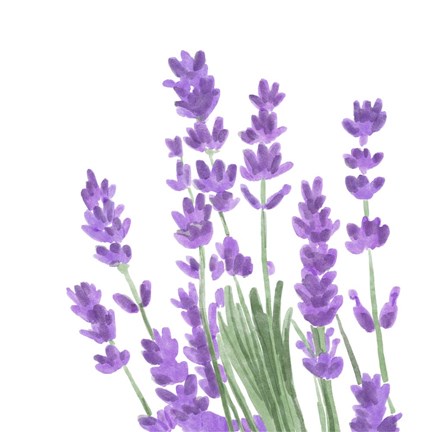 Framed Wildflower Group II Print