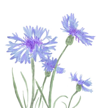 Framed Wildflower Group IV Print